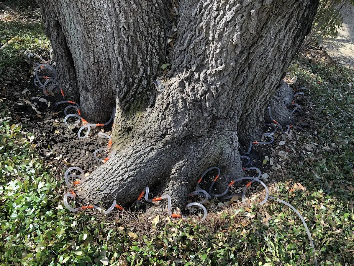Detailed Tree Cabling and Bracing job site in Lemon Cove
