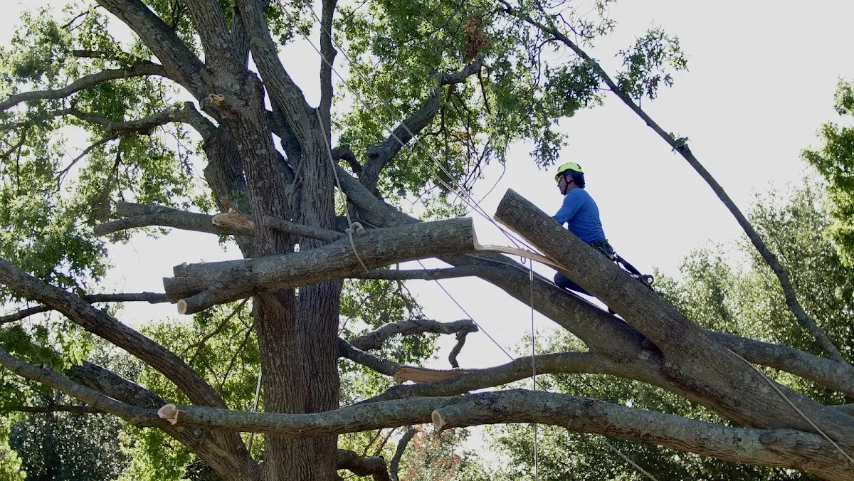 Professional Crown Thinning performed by certified arborists in Lemon Cove