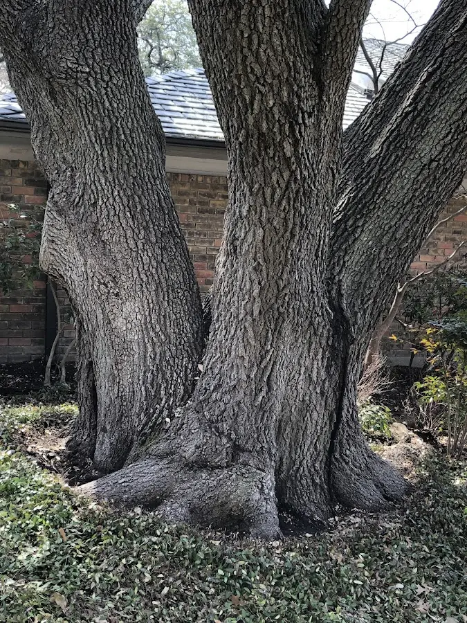 Mature heritage tree close to a Lemon Cove property cared for by certified arborists